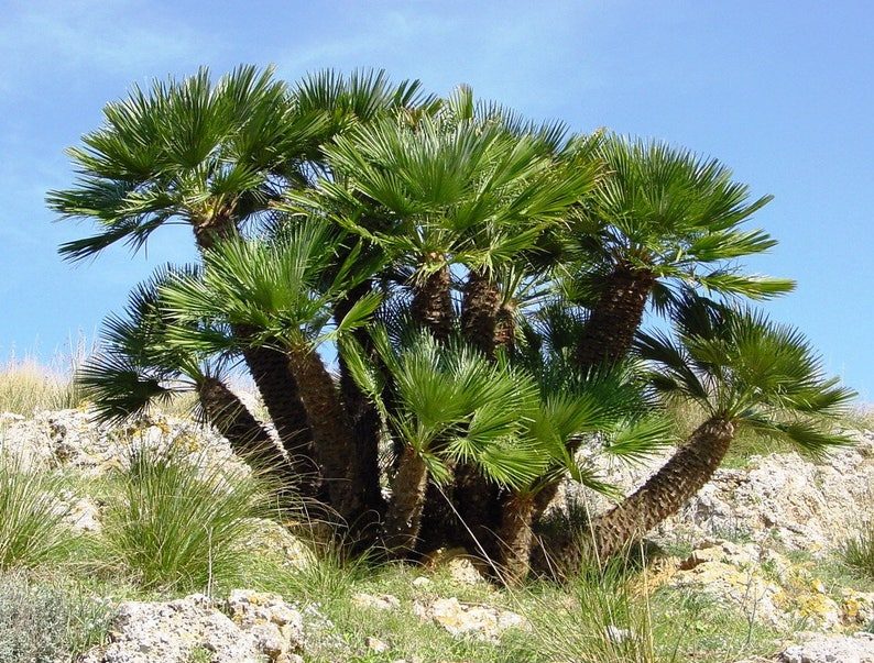 5 Mediterranean Fan Palm Seeds - European Dwarf Palm Tree - Chamaerops Humilis - Yellow Flowers - Image 2