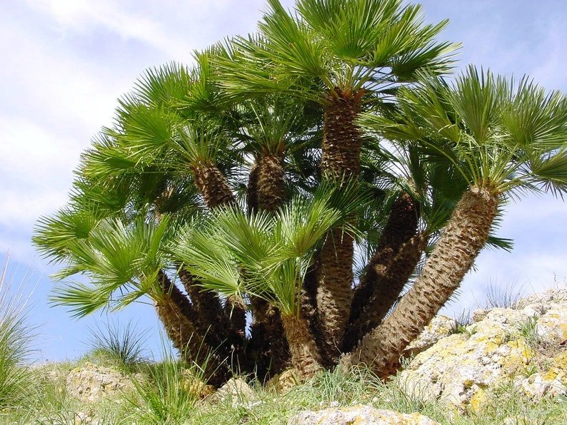 5 Mediterranean Fan Palm Seeds - European Dwarf Palm Tree - Chamaerops Humilis - Yellow Flowers - Image 5