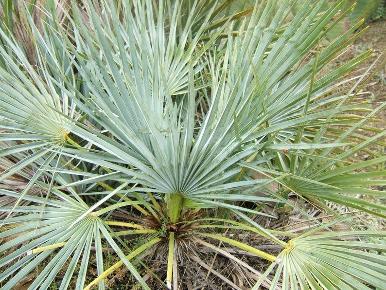 5 Mediterranean Fan Palm Seeds - European Dwarf Palm Tree - Chamaerops Humilis - Yellow Flowers - Image 4