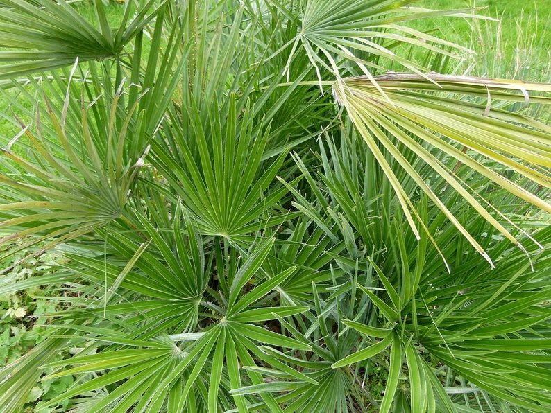 5 Mediterranean Fan Palm Seeds - European Dwarf Palm Tree - Chamaerops Humilis - Yellow Flowers - Image 6
