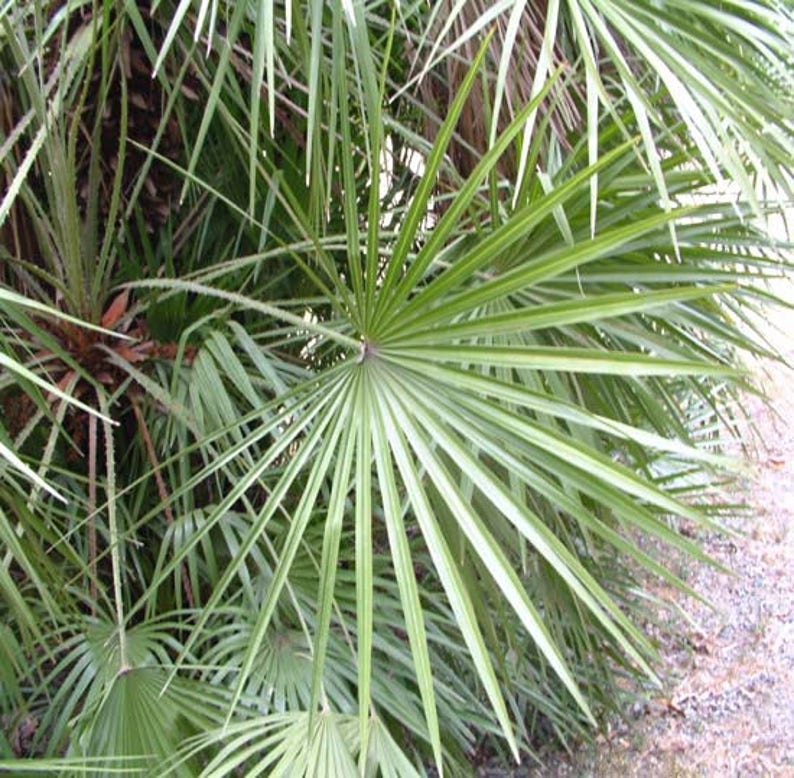 5 Mediterranean Fan Palm Seeds - European Dwarf Palm Tree - Chamaerops Humilis - Yellow Flowers - Image 8