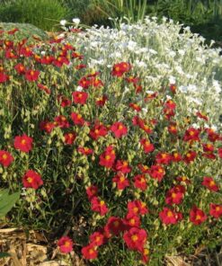 Alternative view of 50 Mixed Colors ROCK ROSE aka SUNROSE Mix Helianthemum Mutabile Flower Seeds