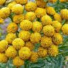 100 YELLOW TANSY Double Golden Buttons Fern Leaf Tanacetum Vulgare Flower Seeds