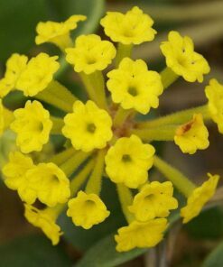 Alternative view of 20 YELLOW SAND VERBENA Coastal Abronia Latifolia Arenaria Flower Seeds