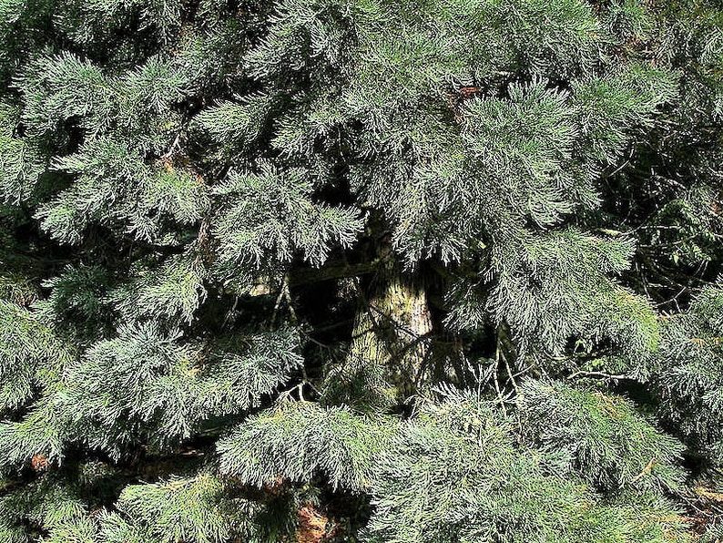 40 GIANT SEQUOIA Sequoiadendron Giganteum Sierra Redwood Tree Seeds - Image 8