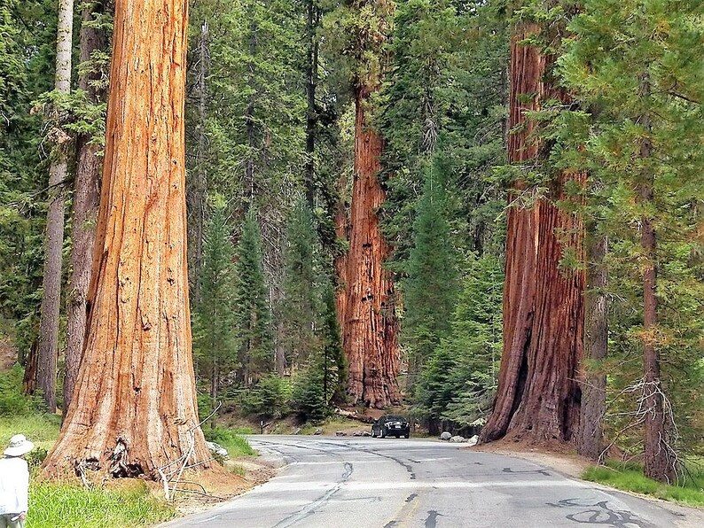 40 GIANT SEQUOIA Sequoiadendron Giganteum Sierra Redwood Tree Seeds - Image 6