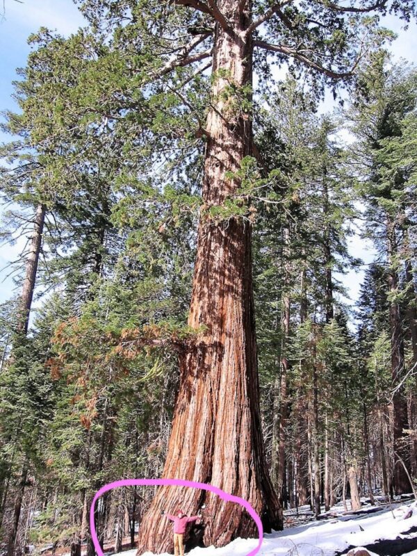 40 GIANT SEQUOIA Sequoiadendron Giganteum Sierra Redwood Tree Seeds
