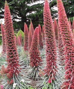 25 TOWER OF JEWELS Red Bugloss Echium Wildpretii Ruby Hummingbird Flower Seeds