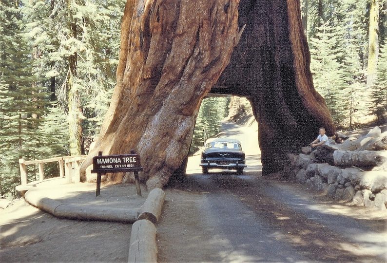 40 GIANT SEQUOIA Sequoiadendron Giganteum Sierra Redwood Tree Seeds - Image 2