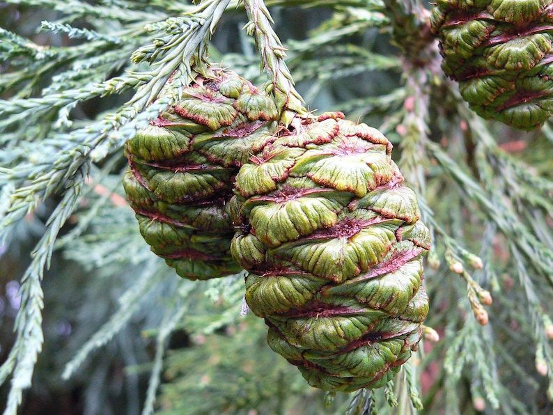 40 GIANT SEQUOIA Sequoiadendron Giganteum Sierra Redwood Tree Seeds - Image 7