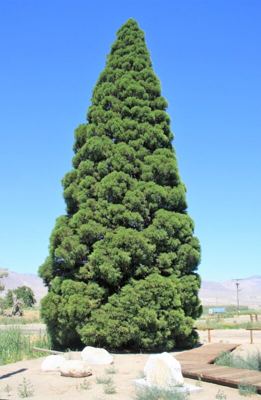 40 GIANT SEQUOIA Sequoiadendron Giganteum Sierra Redwood Tree Seeds - Image 3