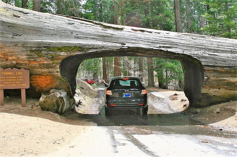 40 GIANT SEQUOIA Sequoiadendron Giganteum Sierra Redwood Tree Seeds - Image 9