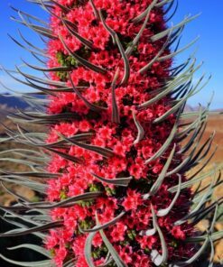 Alternative view of 25 TOWER OF JEWELS Red Bugloss Echium Wildpretii Ruby Hummingbird Flower Seeds