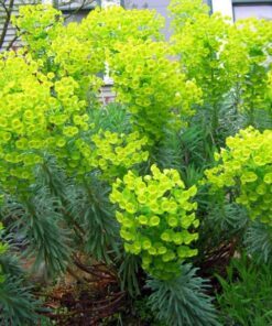 Alternative view of 10+ Euphorbia Mediterranean Spurge Seeds – Deer & Gopher Resistant Perennial, Drought-Tolerant Flower for Zones 7-10