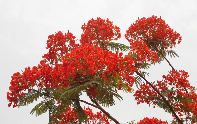 10 ROYAL POINCIANA TREE Delonix Regia aka Red Flame Flamboyant Tree Peacock Flower Seeds - Image 7