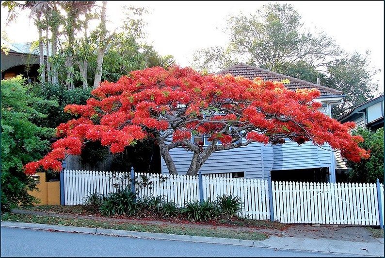 10 ROYAL POINCIANA TREE Delonix Regia aka Red Flame Flamboyant Tree Peacock Flower Seeds - Image 10