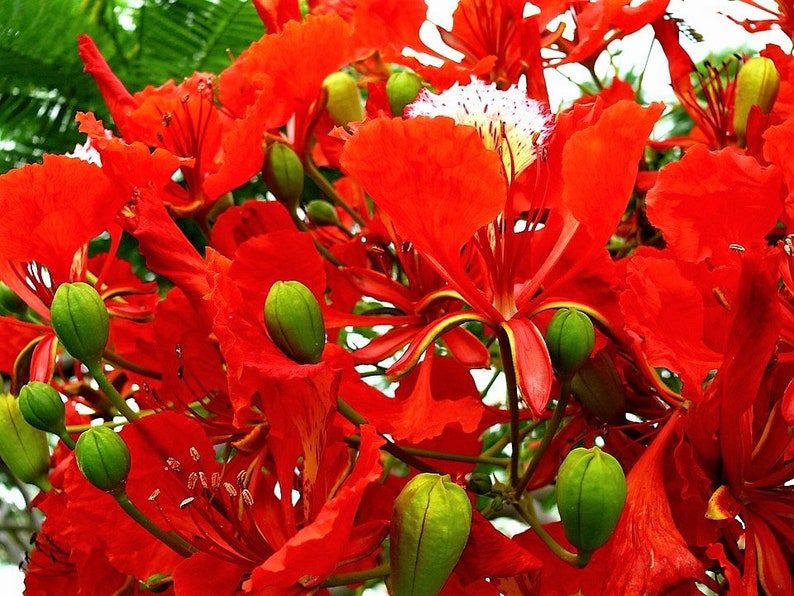 10 ROYAL POINCIANA TREE Delonix Regia aka Red Flame Flamboyant Tree Peacock Flower Seeds - Image 4