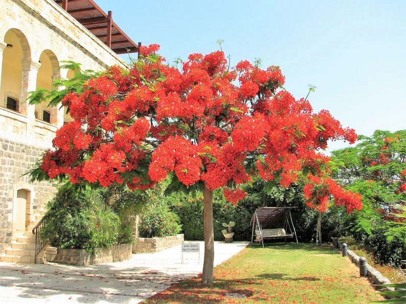10 ROYAL POINCIANA TREE Delonix Regia aka Red Flame Flamboyant Tree Peacock Flower Seeds