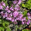 100 MOTHER OF THYME aka Lemon Broadleaved Large Thyme Thymus Pulegioides Herb Pink Flower Seeds