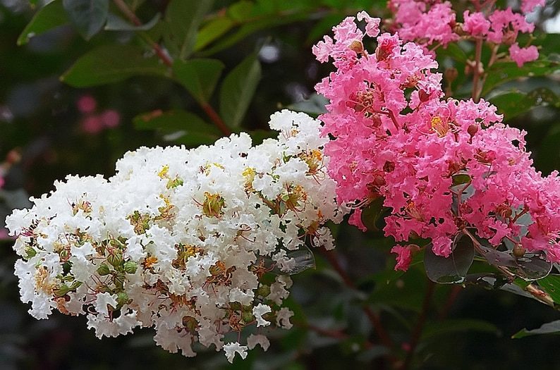 1000 Crepe Myrtle Seeds – Mixed Colors Red, Pink, Purple, White, Lilac, Lagerstroemia Indica, Sun-Loving, Zones 7-9, Bulk Pack - Image 2