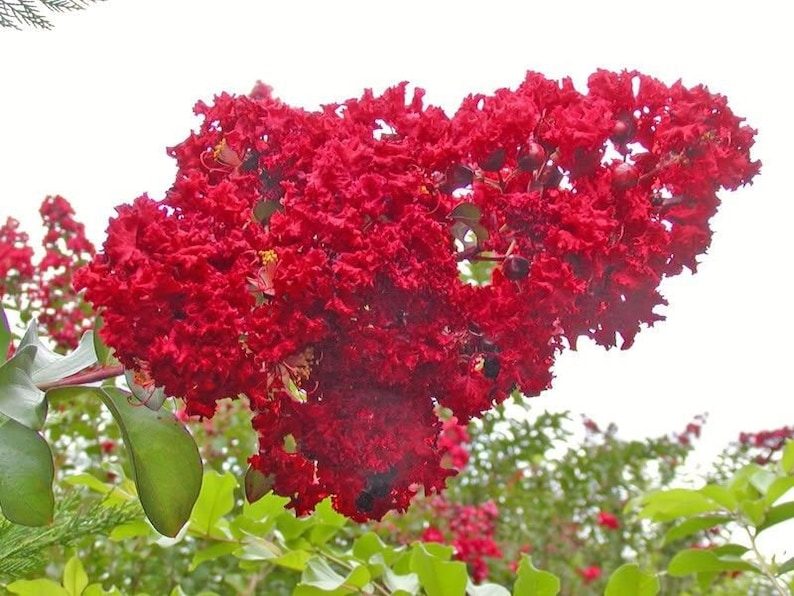 1000 Crepe Myrtle Seeds – Mixed Colors Red, Pink, Purple, White, Lilac, Lagerstroemia Indica, Sun-Loving, Zones 7-9, Bulk Pack - Image 3