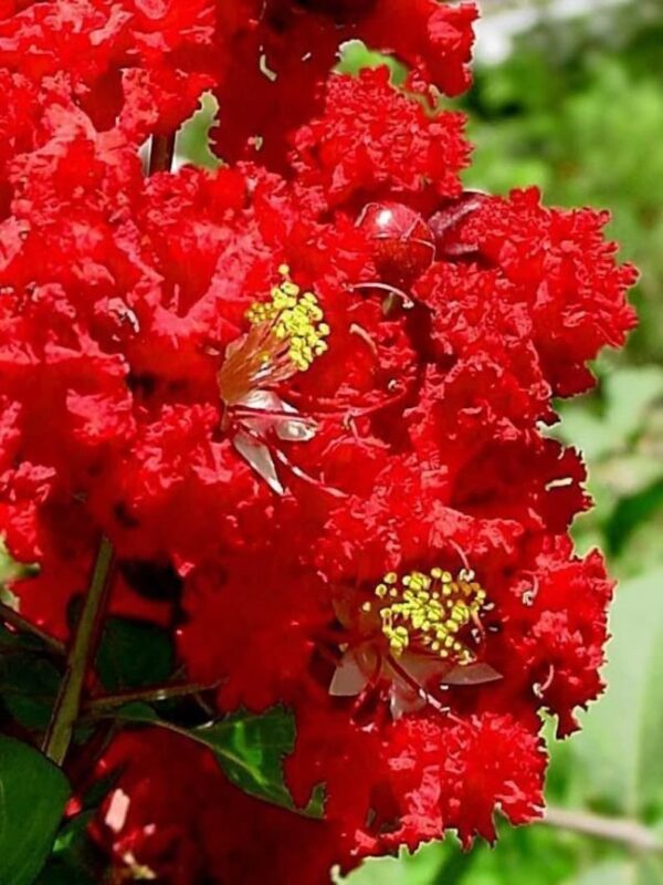 1000 Crepe Myrtle Seeds – Mixed Colors Red, Pink, Purple, White, Lilac, Lagerstroemia Indica, Sun-Loving, Zones 7-9, Bulk Pack - Image 6