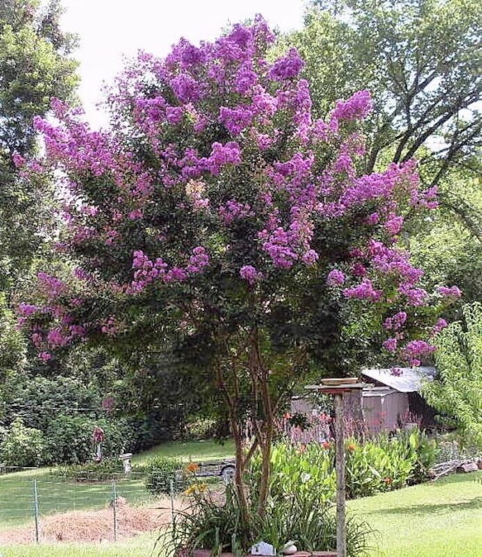 1000 Crepe Myrtle Seeds – Mixed Colors Red, Pink, Purple, White, Lilac, Lagerstroemia Indica, Sun-Loving, Zones 7-9, Bulk Pack - Image 8