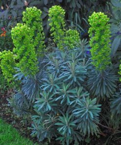 10+ Euphorbia Mediterranean Spurge Seeds – Deer & Gopher Resistant Perennial, Drought-Tolerant Flower for Zones 7-10