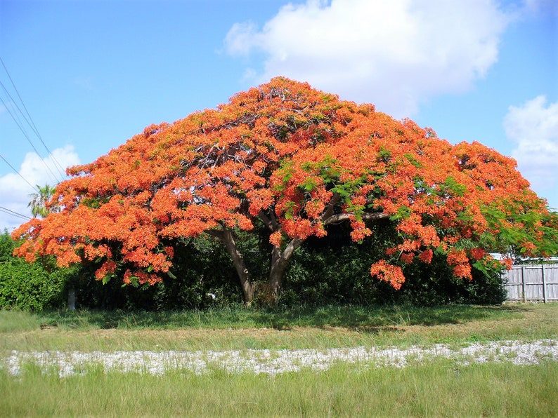 10 ROYAL POINCIANA TREE Delonix Regia aka Red Flame Flamboyant Tree Peacock Flower Seeds - Image 2
