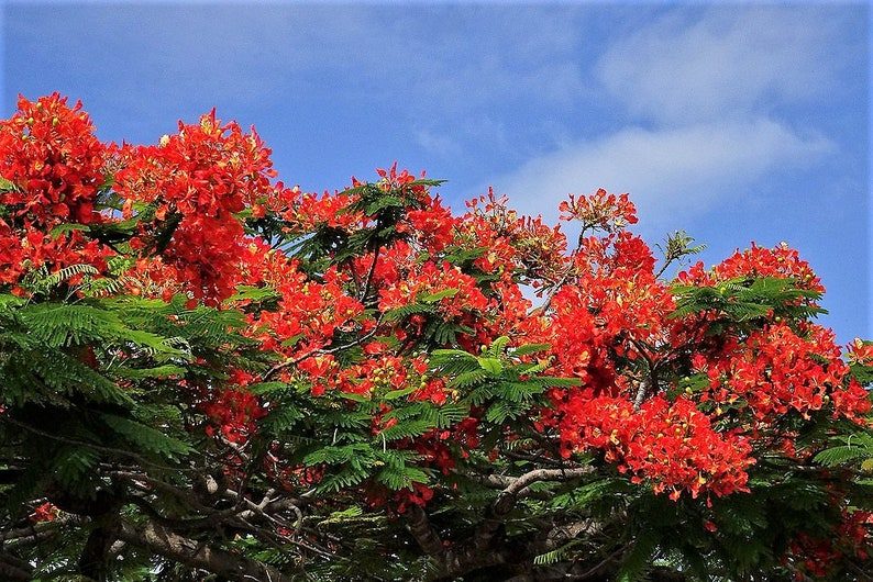 10 ROYAL POINCIANA TREE Delonix Regia aka Red Flame Flamboyant Tree Peacock Flower Seeds - Image 5