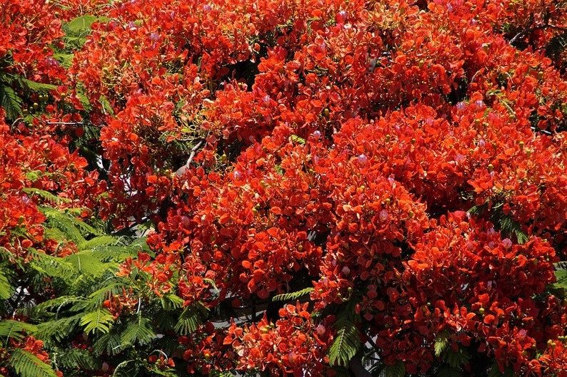 10 ROYAL POINCIANA TREE Delonix Regia aka Red Flame Flamboyant Tree Peacock Flower Seeds - Image 3