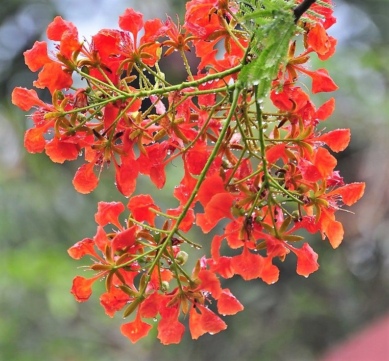 10 ROYAL POINCIANA TREE Delonix Regia aka Red Flame Flamboyant Tree Peacock Flower Seeds - Image 9