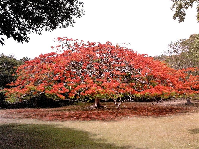 10 ROYAL POINCIANA TREE Delonix Regia aka Red Flame Flamboyant Tree Peacock Flower Seeds - Image 6