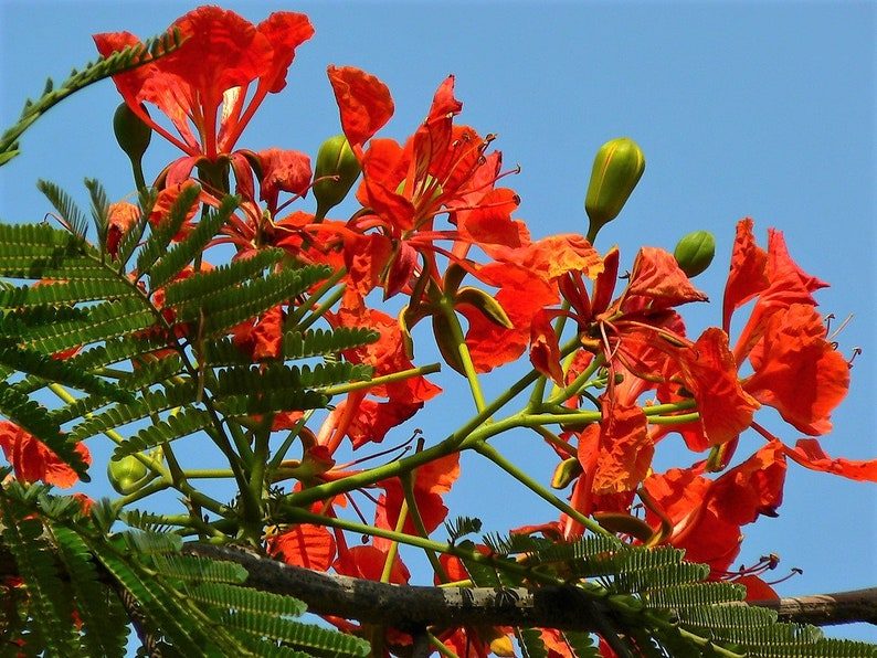 10 ROYAL POINCIANA TREE Delonix Regia aka Red Flame Flamboyant Tree Peacock Flower Seeds - Image 8