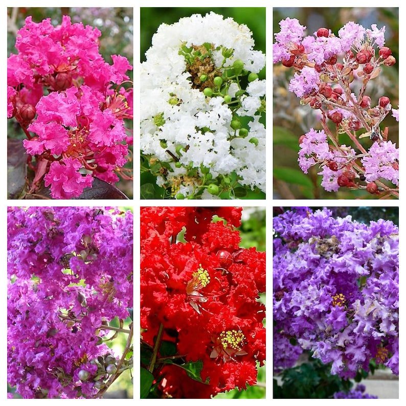 1000 Crepe Myrtle Seeds – Mixed Colors Red, Pink, Purple, White, Lilac, Lagerstroemia Indica, Sun-Loving, Zones 7-9, Bulk Pack