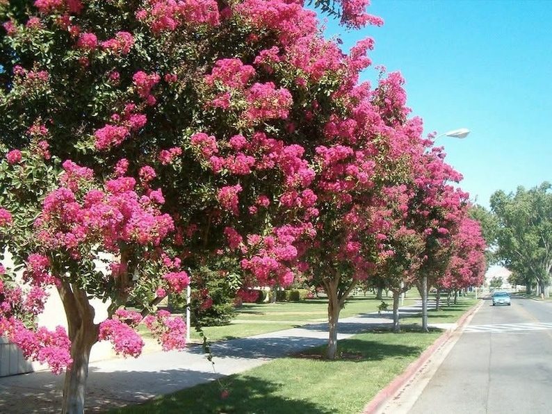 1000 Crepe Myrtle Seeds – Mixed Colors Red, Pink, Purple, White, Lilac, Lagerstroemia Indica, Sun-Loving, Zones 7-9, Bulk Pack - Image 5