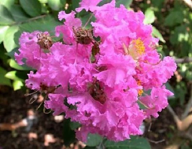 1000 Crepe Myrtle Seeds – Mixed Colors Red, Pink, Purple, White, Lilac, Lagerstroemia Indica, Sun-Loving, Zones 7-9, Bulk Pack - Image 7