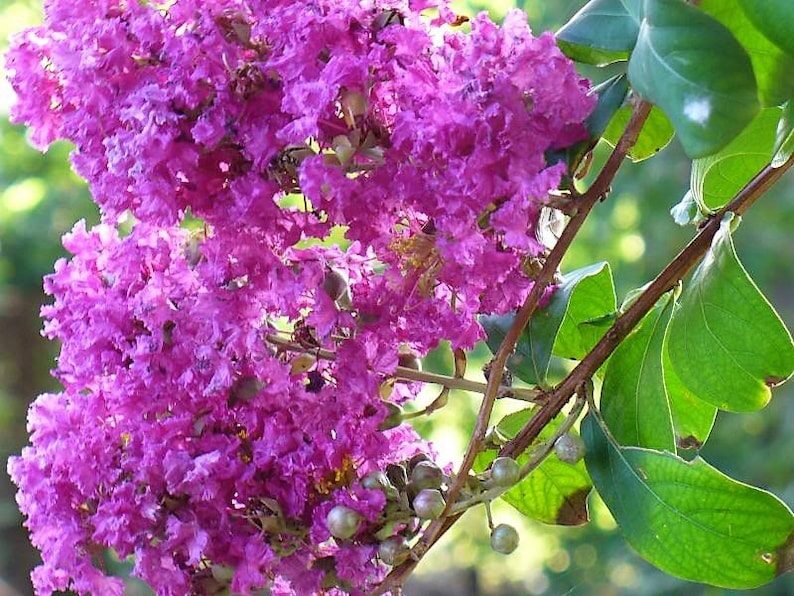 1000 Crepe Myrtle Seeds – Mixed Colors Red, Pink, Purple, White, Lilac, Lagerstroemia Indica, Sun-Loving, Zones 7-9, Bulk Pack - Image 4