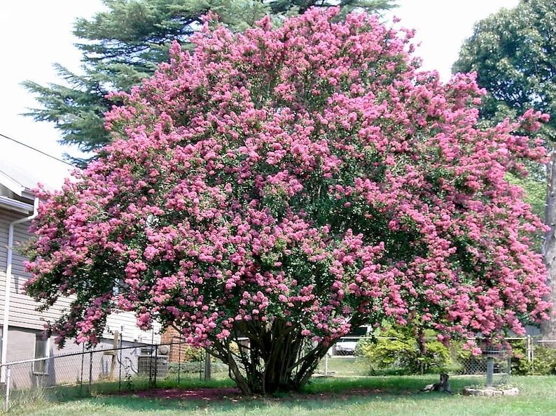 1000 Crepe Myrtle Seeds – Mixed Colors Red, Pink, Purple, White, Lilac, Lagerstroemia Indica, Sun-Loving, Zones 7-9, Bulk Pack - Image 9