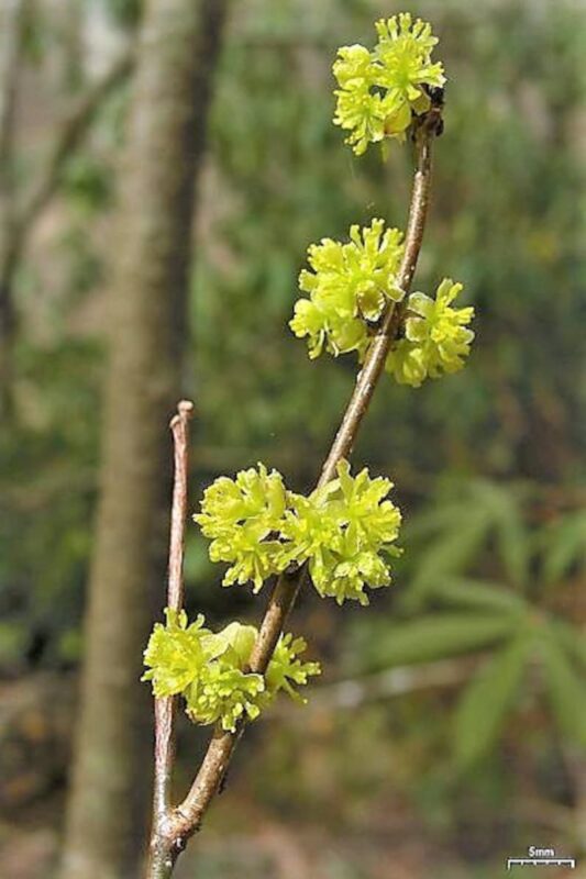 10 SPICEBUSH Wild Allspice Lindera Benzoin Northern Spice Bush Red Berry Yellow Flower Seeds - Image 3