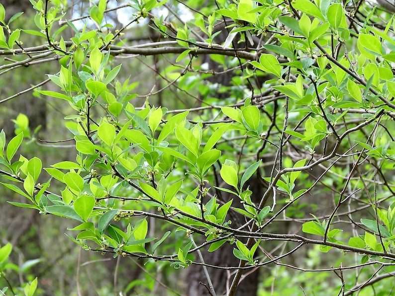 10 SPICEBUSH Wild Allspice Lindera Benzoin Northern Spice Bush Red Berry Yellow Flower Seeds - Image 5