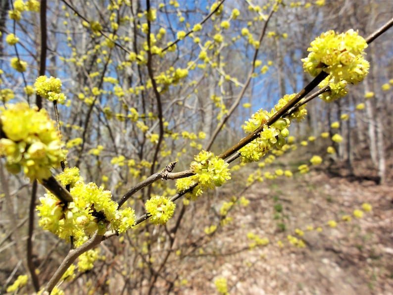 10 SPICEBUSH Wild Allspice Lindera Benzoin Northern Spice Bush Red Berry Yellow Flower Seeds - Image 8
