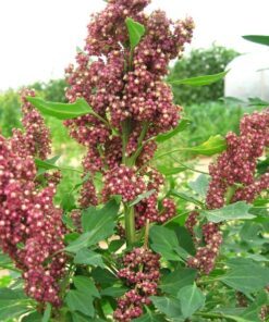 100 Organic COCOA CHERRY QUINOA Grain Chenopodium Quinoa Red & Brown Seeds