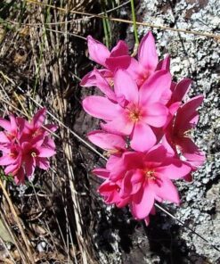 Alternative view of 20 PAINTED PETALS FREESIA Mixed Colors Anomatheca Laxa Red Blue Pink White Purple Flower Seeds