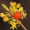 10 SPICEBUSH Wild Allspice Lindera Benzoin Northern Spice Bush Red Berry Yellow Flower Seeds