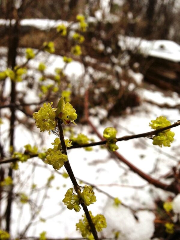 10 SPICEBUSH Wild Allspice Lindera Benzoin Northern Spice Bush Red Berry Yellow Flower Seeds - Image 6