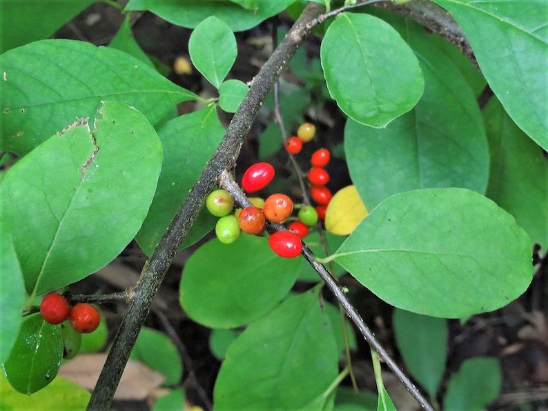 10 SPICEBUSH Wild Allspice Lindera Benzoin Northern Spice Bush Red Berry Yellow Flower Seeds - Image 4