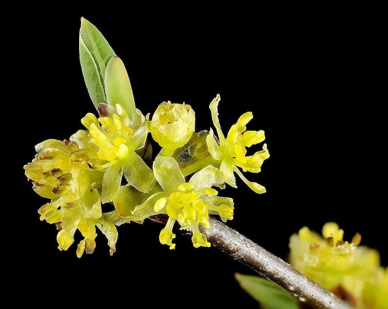 10 SPICEBUSH Wild Allspice Lindera Benzoin Northern Spice Bush Red Berry Yellow Flower Seeds - Image 10