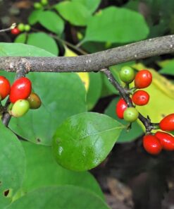 Alternative view of 10 SPICEBUSH Wild Allspice Lindera Benzoin Northern Spice Bush Red Berry Yellow Flower Seeds