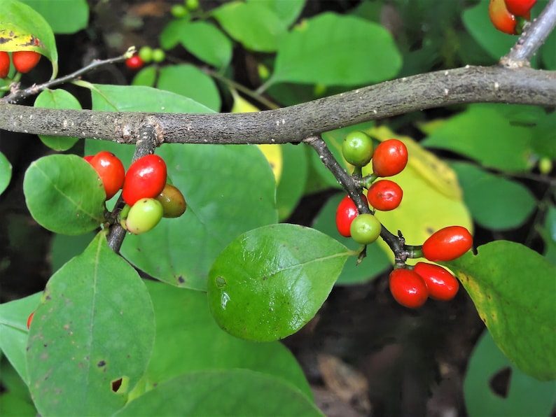 10 SPICEBUSH Wild Allspice Lindera Benzoin Northern Spice Bush Red Berry Yellow Flower Seeds - Image 2